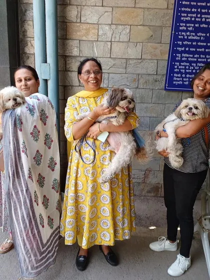 A trio of adorable Shih Tzus with their family at the quarantine office, all ready for their new lives in Canada. I handle relocations for multiple pets with ease.