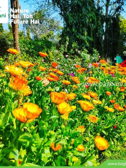 Vibrant Seasonal Blooms photo 26