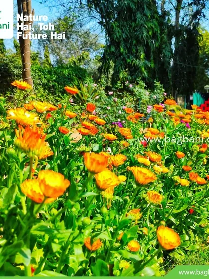 A sunny view of our Calendula plantings, demonstrating their health and prolific blooming.
