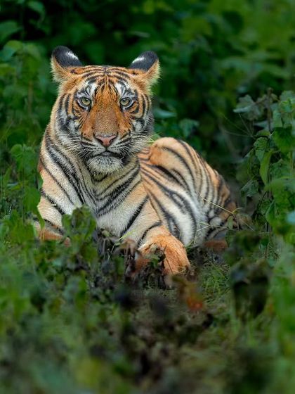 Wild Encounters: Action & Behavior photo 42