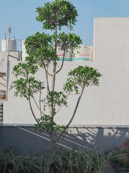 A carefully pruned tree stands as a living sculpture on this rooftop in GK, New Delhi. This type of specimen tree is perfect for adding vertical interest and a focal point to a terrace garden.