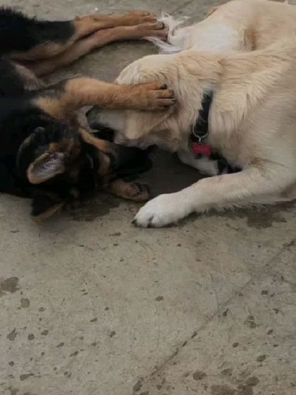 The Urban Dawg - Dog Training & Behavior Modification The Art of Socialization: Learning in a Pack photo 30