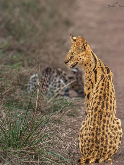 A serval cat seen from behind, with a graceful head turn. I composed this vertically, leaving space for the subject to look into, creating balance and narrative.