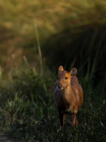 Giants & Other Jewels photo 26