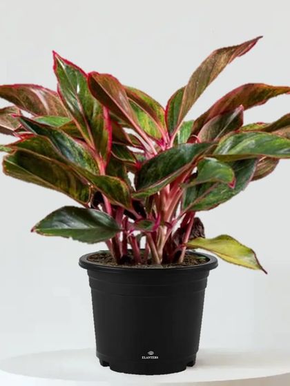 Our Plant Catalogue photo 5