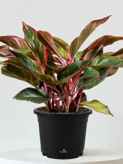 This is the Aglaonema 'Siam Aurora', known for its striking red-edged leaves. It's a colorful and easy-to-care-for plant that brightens any room.