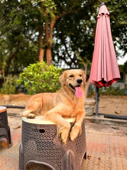 Galaxy the Golden Retriever, our resident selfie queen, posing beautifully.