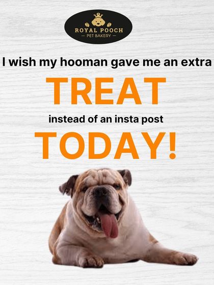 I wish my hooman gave me an extra treat instead of an Insta post today! A funny reminder to spoil your pup with some of my freshly baked, delicious treats.