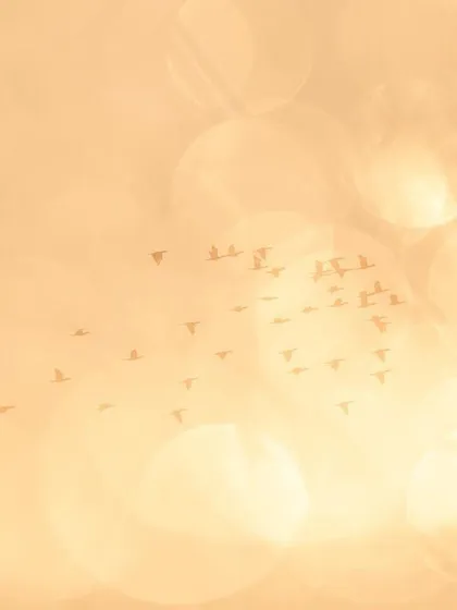 This image is an in-camera double exposure created at Sultanpur National Park. I first captured the silhouette of a distant flock of cormorants against the sky, then layered it with a second shot of the golden bokeh reflections on the water's surface to create this dreamy, abstract scene.