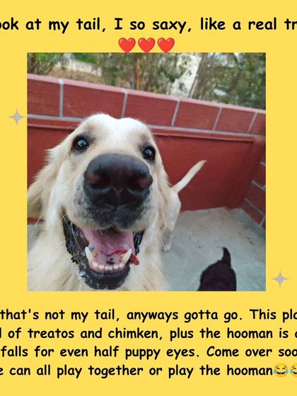 A little fun from a dog's point of view. I love seeing my guests' personalities shine, and this place is definitely full of treats and affection.