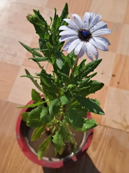 Bhardwaj - Urban Gardening Consultation A Riot of Colorful Flowers photo 140