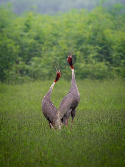 Two Sarus Cranes lifting their heads to the sky in a unison call. This is one of the most iconic and powerful sights in the Indian wetlands.