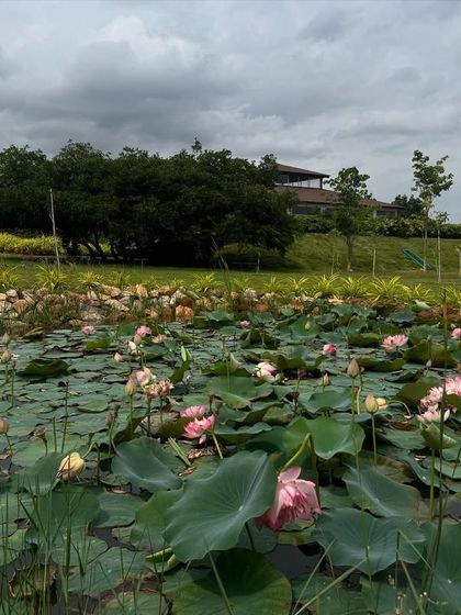 The lotus pond with the retreat buildings in the background, showing how we've built our sanctuary around these natural elements.