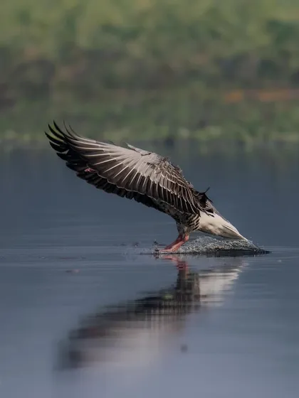 A Greylag goose landing on water, using its wings to brake. The reflection and the splash create a dynamic and engaging action shot.