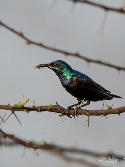A male Purple Sunbird with an insect in its beak, perched on a thorny branch.