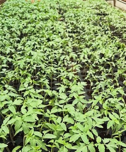 Healthy, uniform seedlings are the foundation of a profitable crop. We use best practices to ensure every plant is strong from the start.