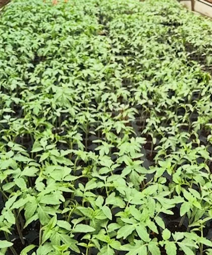A series of images showing the process of preparing our seedlings for transplantation. From carefully sowing seeds into trays to watching them sprout, this is a crucial first step in our crop cycle.