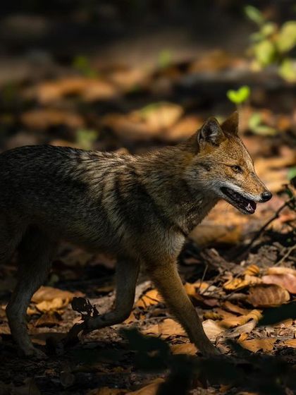 An Indian jackal trotting through the forest, caught in a patch of sunlight. These canids are highly adaptable and play an important role as scavengers and predators in the ecosystem.