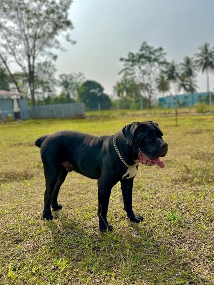 The Pawsome Camp - Dog Daycare & Boarding Our Pack: Portraits from the Camp photo 44