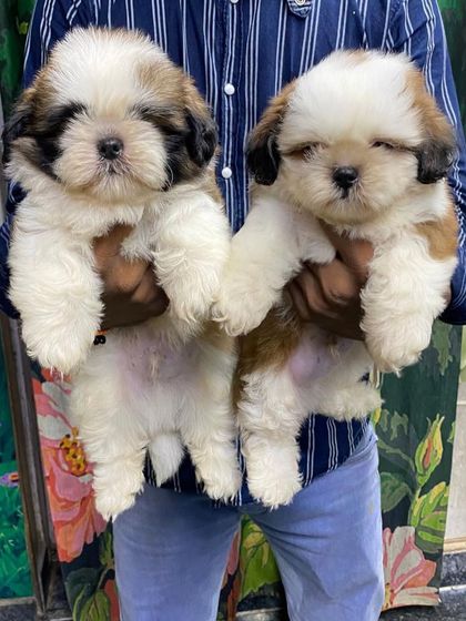 A pair of adorable male Shih Tzu pups, showcasing their dense fur and sweet, sleepy faces. These brothers are healthy, well-fed, and ready to bring joy to their new families.