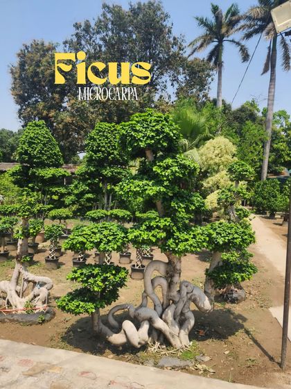 Delhi Gardner - Full-Service Landscaping Statement Trees & Sculpted Topiaries photo 7