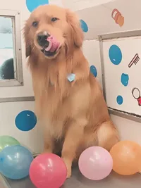 Pet Birthday Party Package