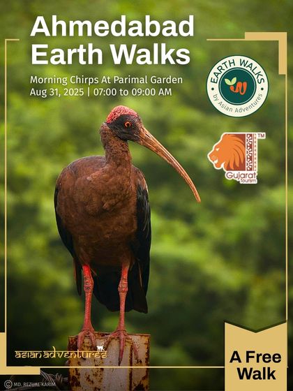 Urban Bird Watching photo 14