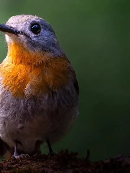 A close-up portrait of the female White-bellied Blue Flycatcher, showing the delicate details of her feathers.