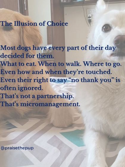 Most dogs have every part of their day decided for them: when to eat, where to walk, even when they're touched. This isn't a partnership; it's micromanagement. Giving them choices is key to a respectful relationship.