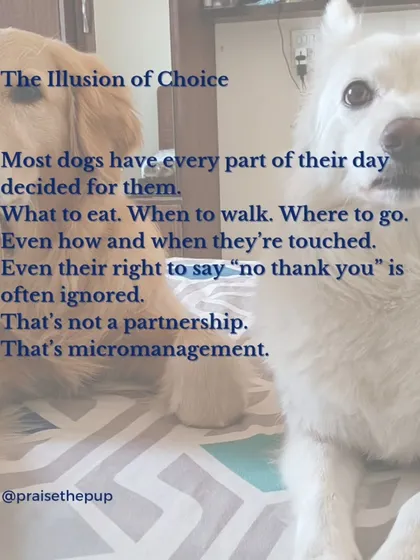 Most dogs have every part of their day decided for them: when to eat, where to walk, even when they're touched. This isn't a partnership; it's micromanagement. Giving them choices is key to a respectful relationship.
