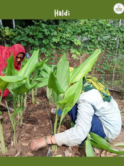 Members of my team carefully tending to the Haldi (turmeric) plants. This hands-on approach is essential in organic farming to ensure the plants are healthy and the soil is well-maintained.