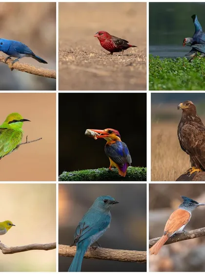 A collage showcasing the vibrant diversity of birds we can find on my photography tours across India. From the brilliant Blue Naped Monarch to the majestic Steppe Eagle, each trip offers a chance to build a colourful and varied portfolio.