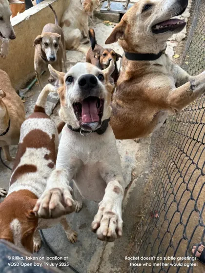 Rocket doesn't do subtle greetings! This joyful, enthusiastic welcome is typical of the love our dogs have to share.