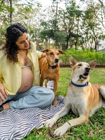 A serene moment during a sunny maternity picnic. An expectant mother sits with her two beloved Indie dogs, showcasing a relaxed and natural family bond in a beautiful outdoor setting.