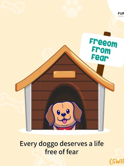 This extensive library of educational content covers everything a pet parent needs to know, from the benefits of turmeric and moringa to tips for hydration, sleep, dental health, and raising a new puppy.