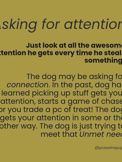 Your dog might be stealing to get your attention. If picking up an item starts a game of chase, they've learned a very effective way to get you to engage.
