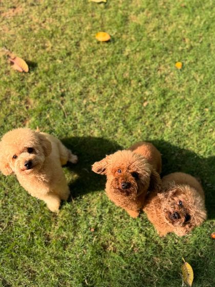 Three adorable poodles, like three peas in a pod, enjoying the sunshine.