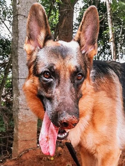 A muddy dog is a happy dog. For reactive or anxious dogs, activities like sniffing, digging, and exploring in nature are essential for their mental health. It's like therapy, allowing them to decompress and release stress.