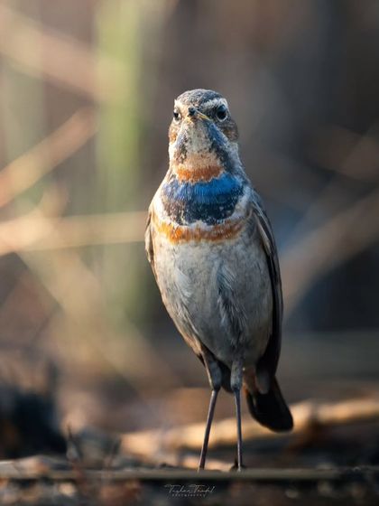 A stunning portrait of a Bluethroat, a shy winter migrant. Getting this close to capture the intricate blue and orange pattern on its throat was a truly magical morning.