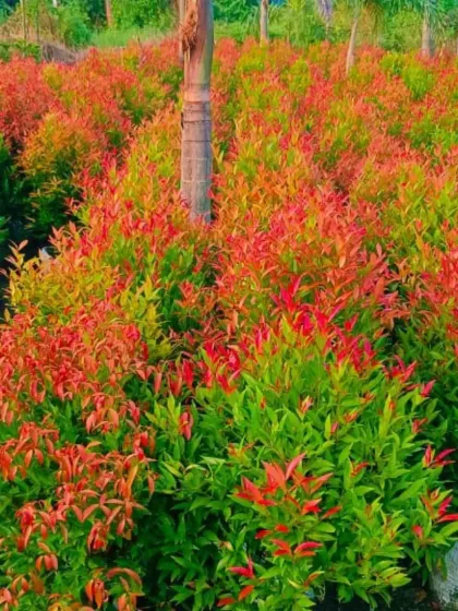 The Syzygium plant, also known as Brush Cherry, with its beautiful red new growth.