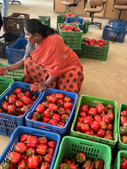 Meena, a valued member of our team, carefully sorts a fresh harvest of bright red bell peppers. Each pepper is checked for quality before it makes its way to the market.