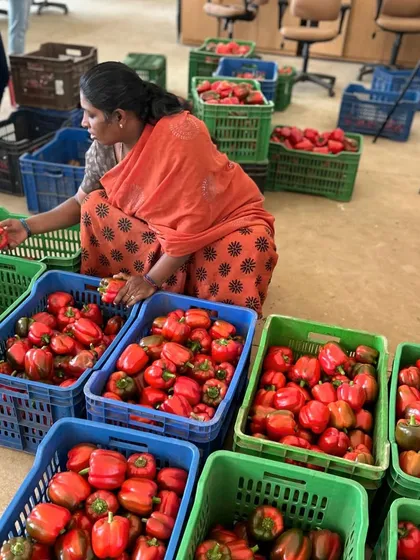 Meena, a valued member of our team, carefully sorts a fresh harvest of bright red bell peppers. Each pepper is checked for quality before it makes its way to the market.