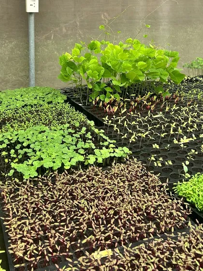 More microgreens and saplings thriving in the nursery during the monsoon season.