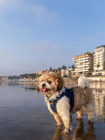 Pawparazzi By Prathima - Pet Milestone Photography Outdoor Adventures & Candid Play photo 32