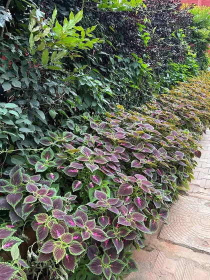 A beautiful, layered hedge design. We've combined the deep purple of Coleus plants with other green foliage to create a multi-textured and colourful garden border.