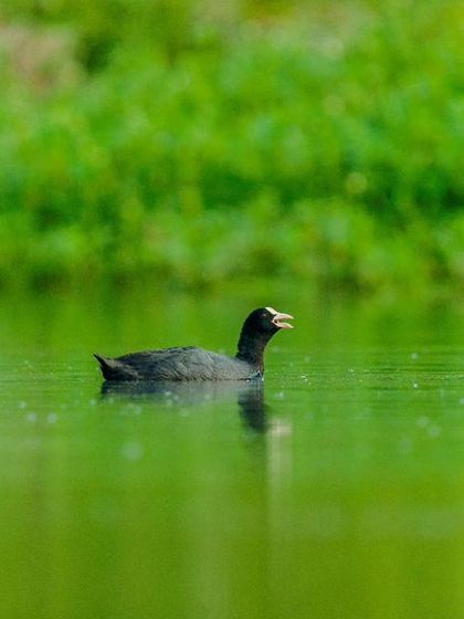 The Eurasian Coot calls out while swimming, its beak open.