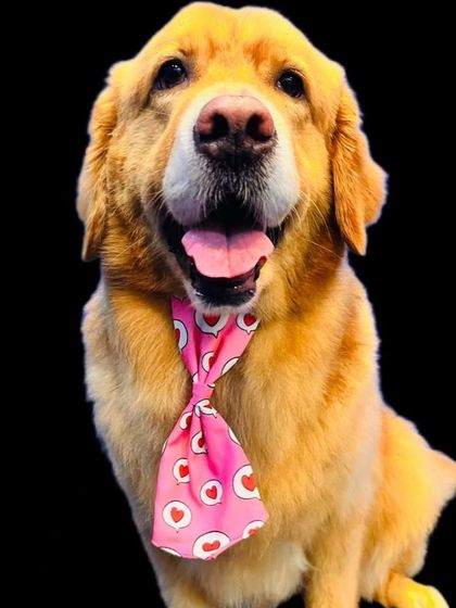 Spreading the love with this adorable Golden Retriever. He's all cleaned up and showing off his heart-themed tie. His happy expression says it all.