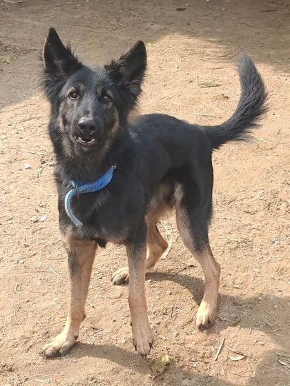 This is Oreo, a 2-year-old German Shepherd here for obedience training and behavior modification. We are working on his resource guarding and overprotectiveness with consistent, structured training to help him become a well-mannered companion.