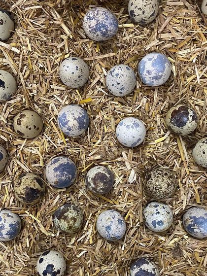 I source my quail eggs from farms where they are laid on clean, natural bedding like this straw. This ensures they are fresh and of the highest quality.