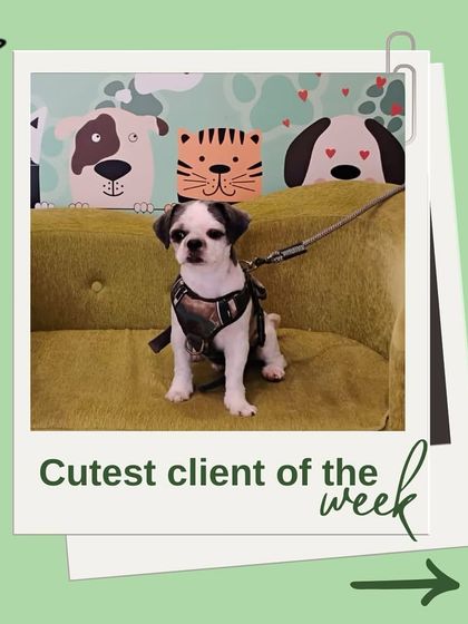 Tails of the City - Pet Grooming Our Happy Doggos photo 15